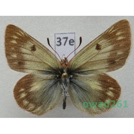 Colias cocandica nastoides Verity, 1911 Kyrgyzstan37e
